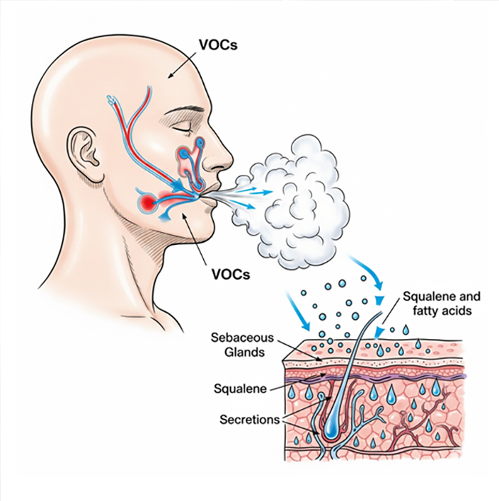 Oxidative Stress Diagram