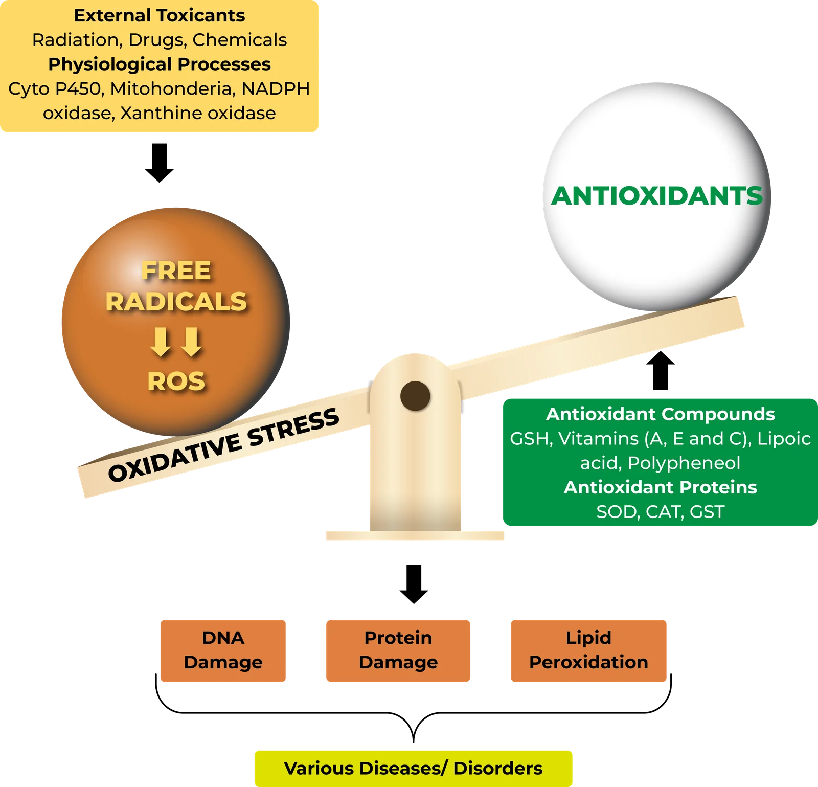 Reactive oxygen species and oxidative stress