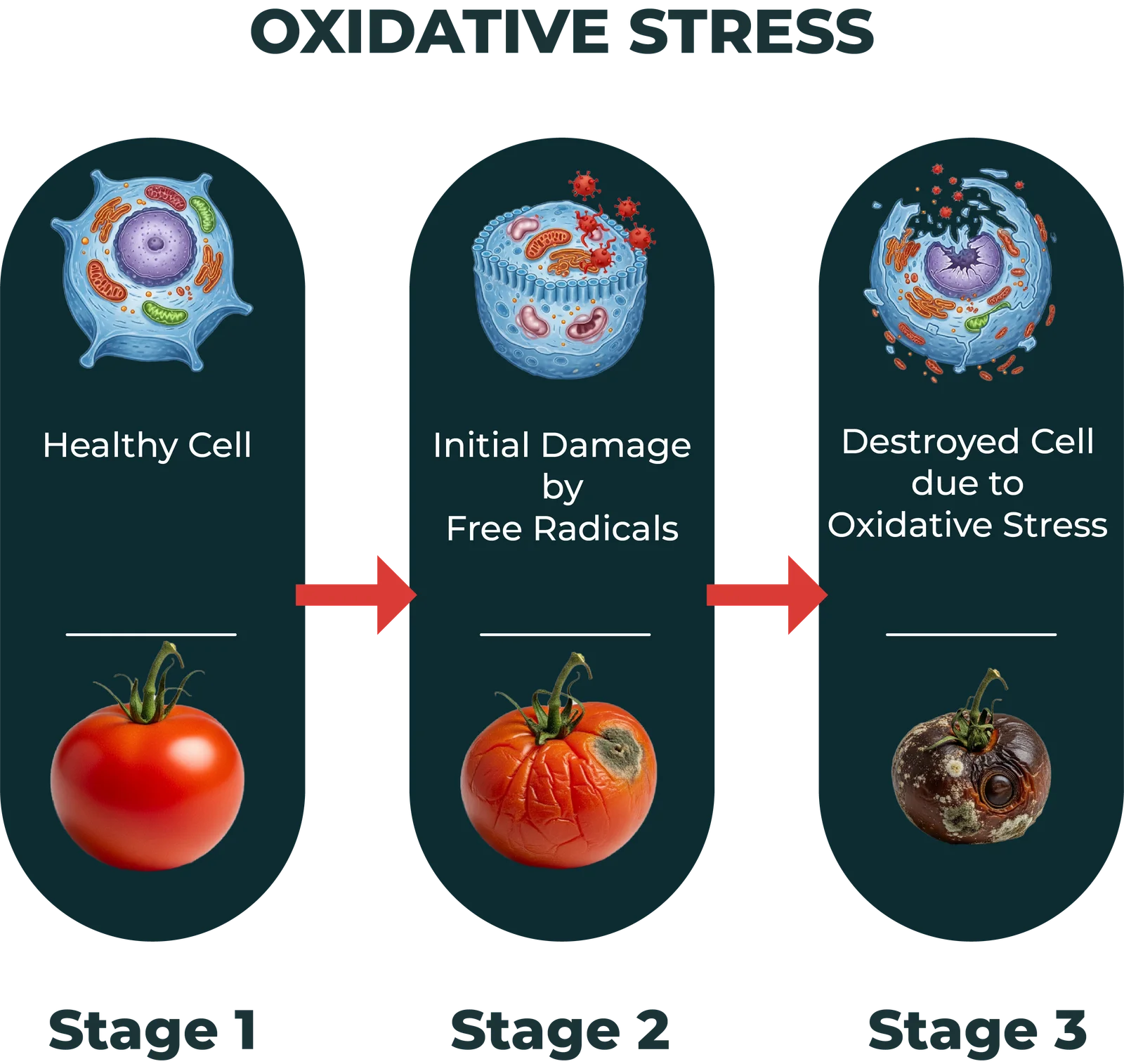 Three stages of oxidation